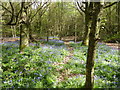 Little track through bluebell woodland