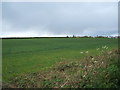 Crop field, Primrose Hill