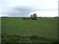 Crop field off Harwich Road (B1352)