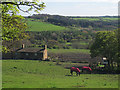 Horses in a field