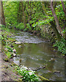 Black Brook in Sankey Valley Park