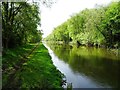 Springtime on the Cannock Extension Canal