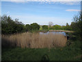 Suffield Drive Open Space, Moor Head - pond