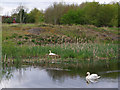 Swans on St Helens Canal at Blackbrook