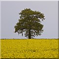 SK4948 : Tree and rape field by David Lally