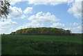 Crop field towards woodland, Maypole Green