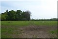 Field near Kirkby Wharfe