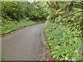 East Bloxworth, bluebells