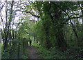 Footpath through Bradfield Woods