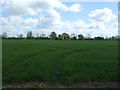 Crop field near Hill Farm