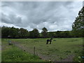 Horse in a field behind the playing field