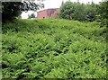 Bracken bed at the Ivyhouse Industrial Estate