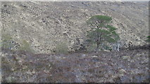 NM9371 : Pine tree, Allt a' Choire LÃ¨ith Bhig by Richard Webb