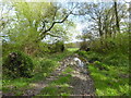 A muddy field entrance off Mill Lane Heyshott Green