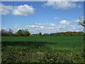 Crop field off The Street, Brettenham