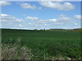 Crop field near Model Farm