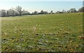 Pasture, Leathley Park