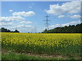 Oilseed rape crop and power lines