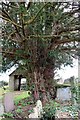 A Llanigon Churchyard Yew