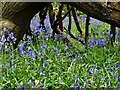 Bluebell time in Ecclesall Woods 2017