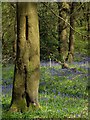 Bluebell time in Ecclesall Woods, Sheffield