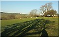 Sheep near Banks Farm