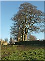 Trees at Banks Farm