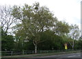 Trees beside Colne Bank Avenue, Colchester