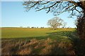 Sheep pasture near Newby