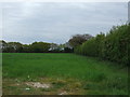 Crop field, Elmstead Market