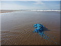 NT6579 : Coastal East Lothian : Blue Jellyfish, Belhaven Sands by Richard West