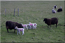 HP6208 : 'Come in number 14': sheep at Gerdie, Baltasound by Mike Pennington