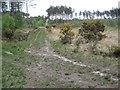 Path Junction in Ringwood Forest