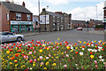 Tulip display in Howdon