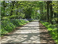 SW8862 : Bluebell lined road to Trevithick by Peter Wood