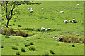 Sheep in the sun