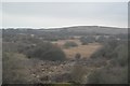 Bushes and rough grassland