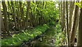 Tree-lined Lubbesthorpe Brook