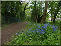 Bluebells along Queens Park Way