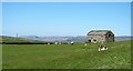 Sheep pasture at Carpley Green