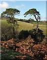 Pines, Stowey Castle