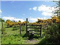 Stile beside flowering gorse under a blue sky