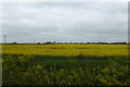 Farmland near Burringham