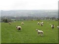 NY9467 : Ewes and lambs at Silver Hill by Graham Robson