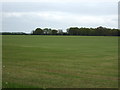 Flat grassland off Heckford