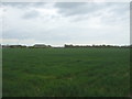 Crop field near Chiltern Farm