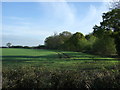 Crop field and hedgerow beside Sixpenny Brook