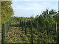 Newly planted trees east of Wivenhoe