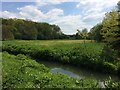 Water Meadow