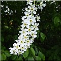 Bird cherry blossom